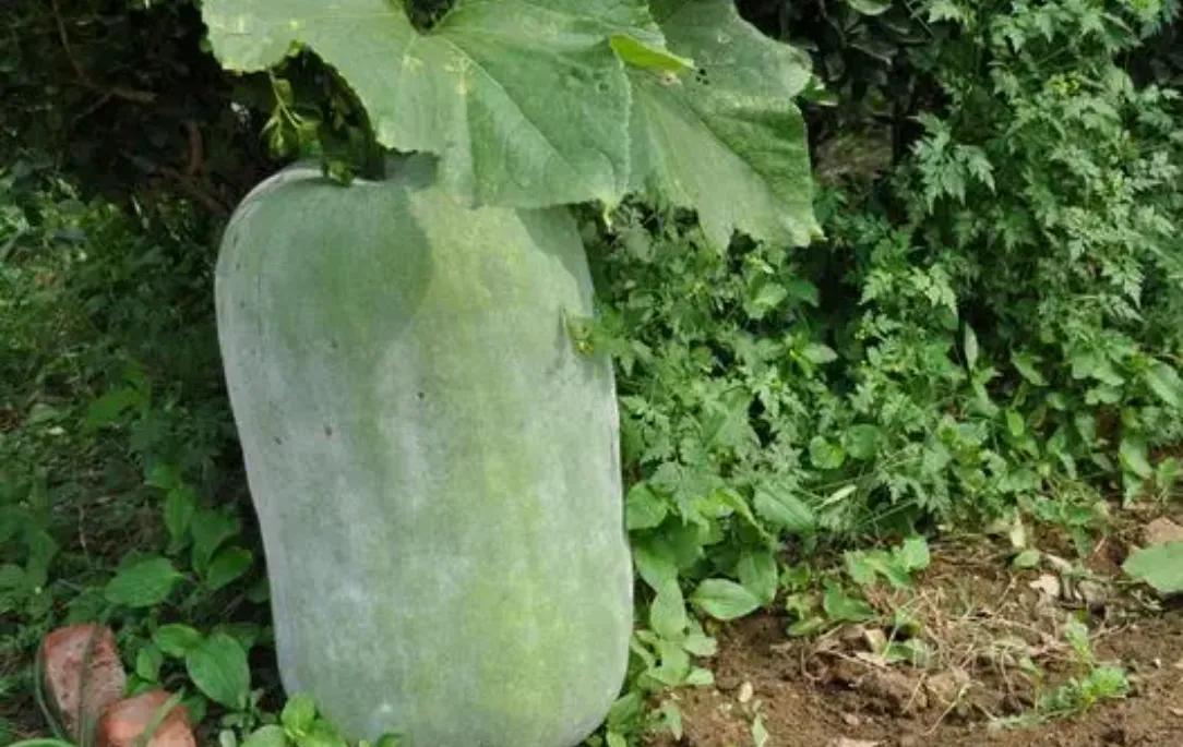 《冬瓜》
夏天到了，尤其进入伏天之后如果每天能吃上一碗冬瓜汤，乃是一道清热解暑、