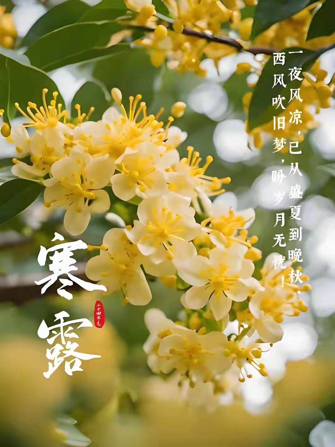 晚安，你好！明日寒露赴约，星夜寒光烁烁。二十四节气里，寒露是我的偏爱，它既不像白
