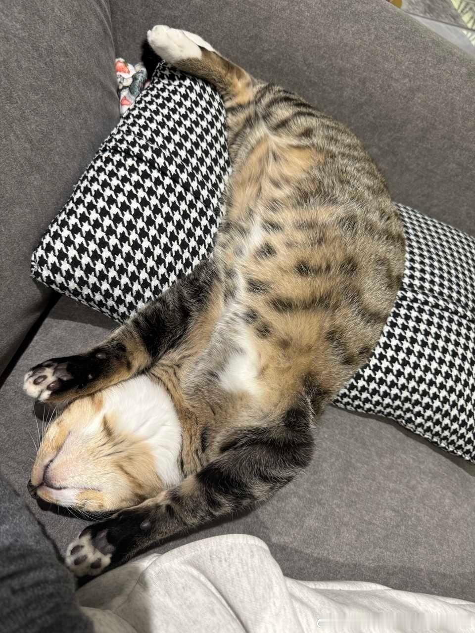 49362【丑猫】忍不住化成一条固执的鱼 