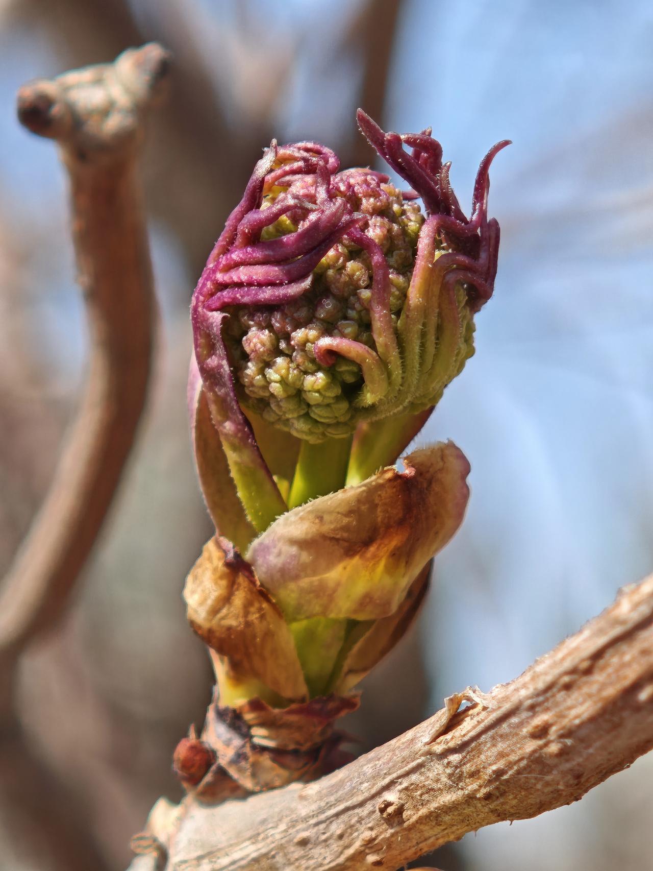一年一度接骨木的花骨朵绽放了，春天来了。

绿柳春絮的日记随走随拍！