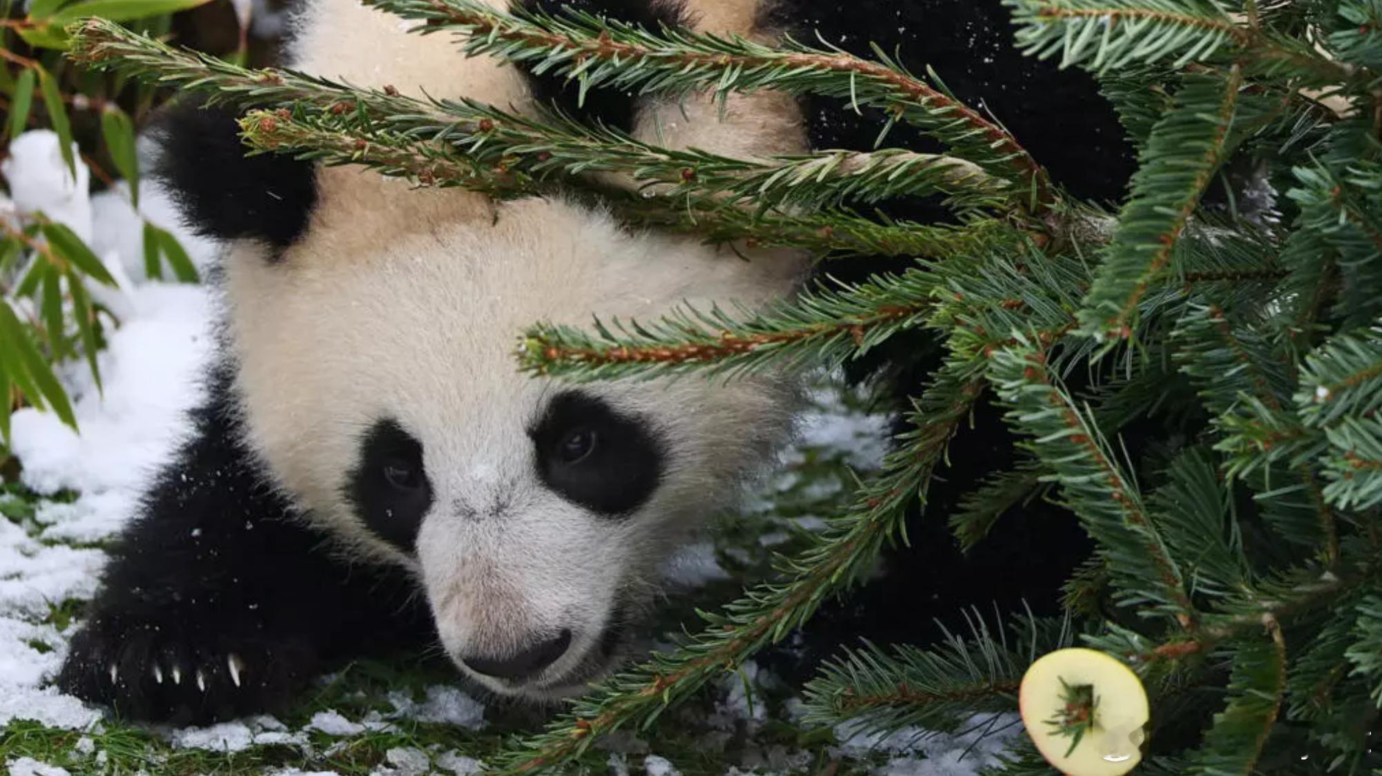 德国巴伐利亚州对华外交新成果 两只大熊猫将入驻慕尼黑动物园海外新鲜事 据德新社报