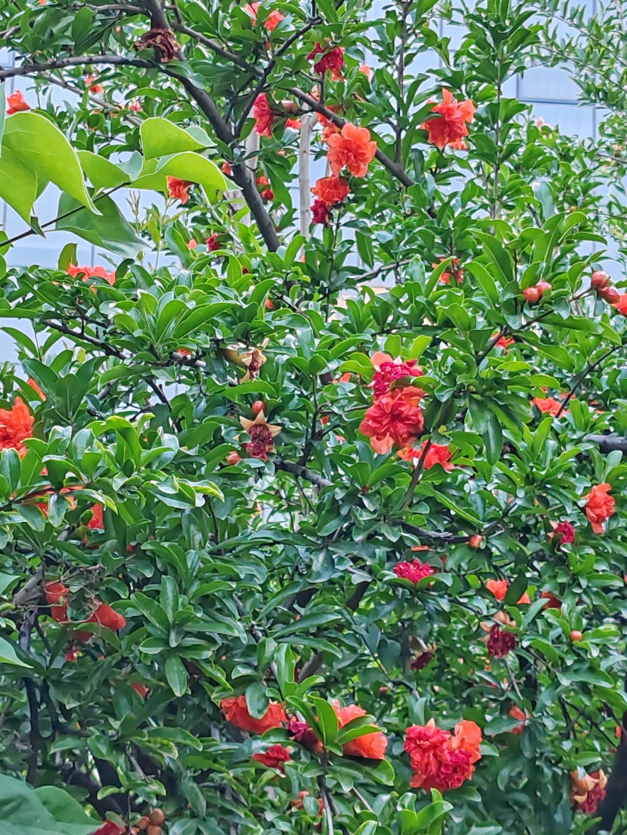 相册里的花花草草《石榴花》一场夏雨一层红，石榴花开似无穷。前果已如核桃大，后花犹