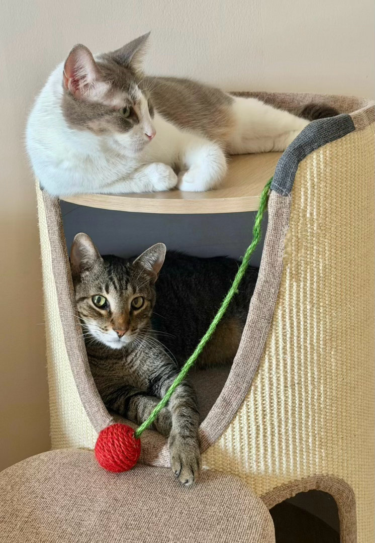 天热了，孩子就喜欢爬高高乘凉 