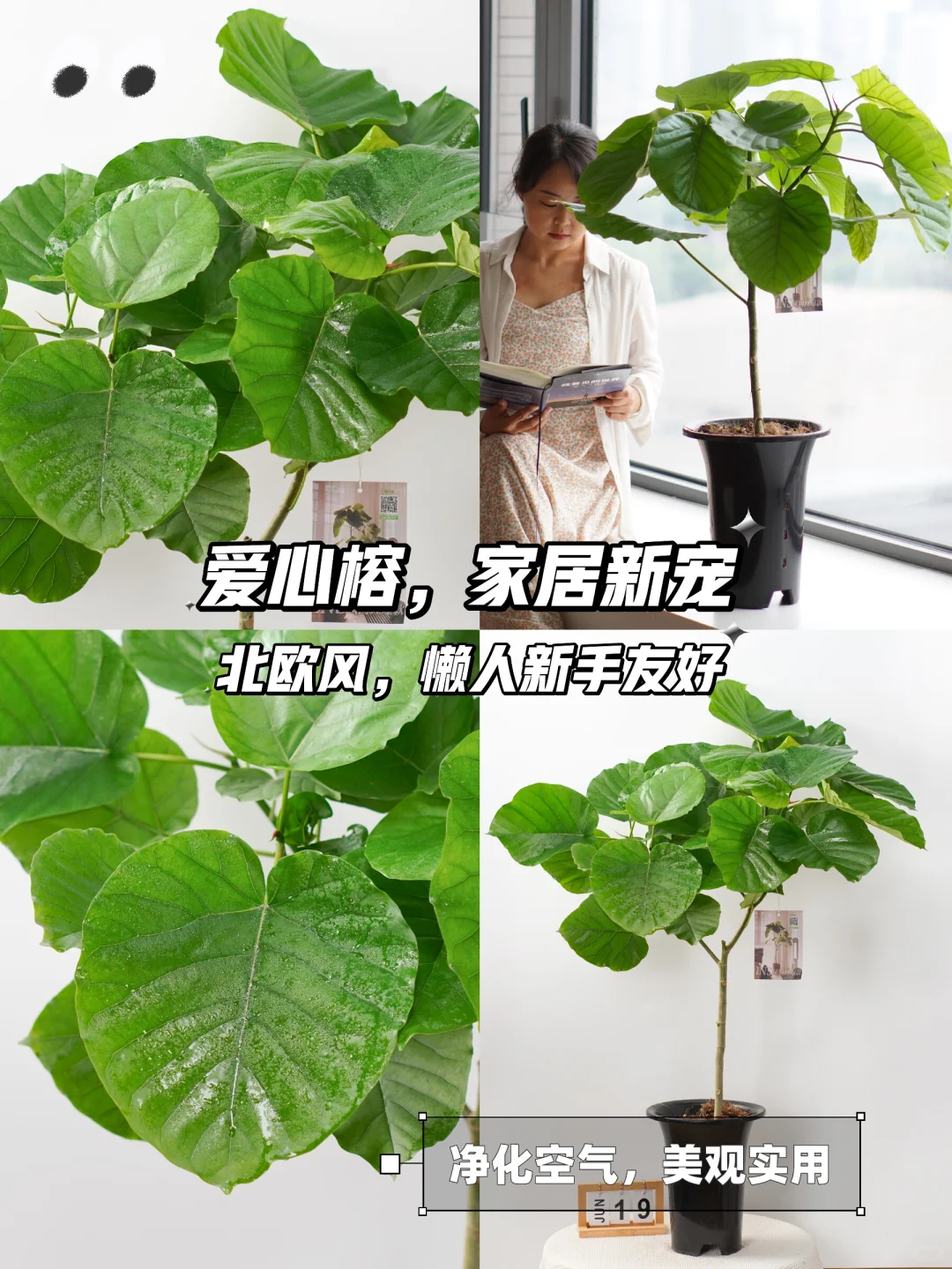 🌿爱心榕：家居绿植新宠💚