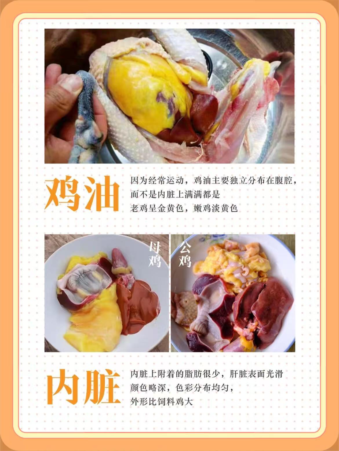 我敢说95%的人都不会选鸡。市面上的走地鸡你真会选吗？鸡肉作为我们日常餐桌最常见