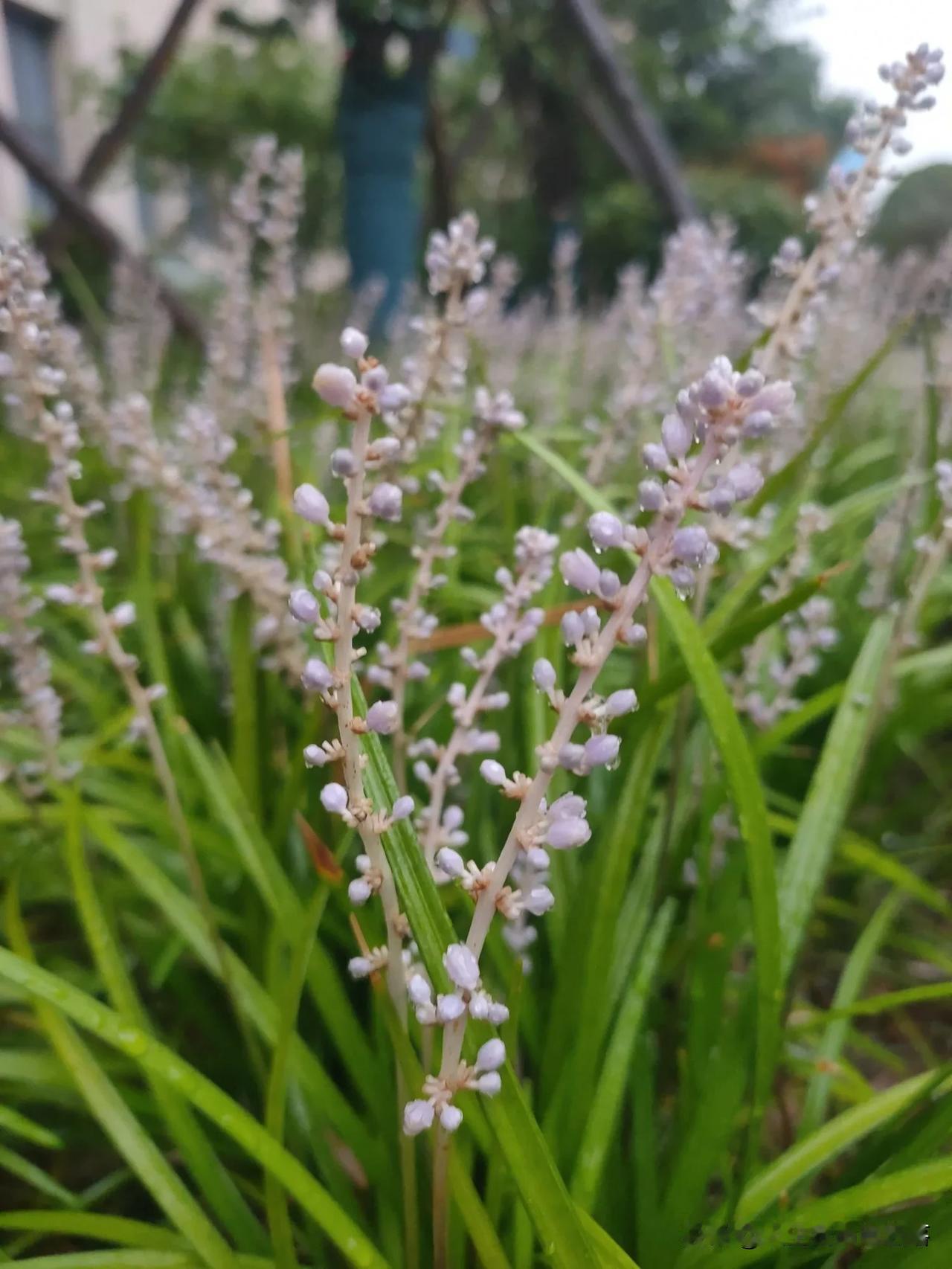 立秋后的细雨，
轻抚着夏日的尾声。
微风中带来凉意，
预示着季节的更替。

树叶