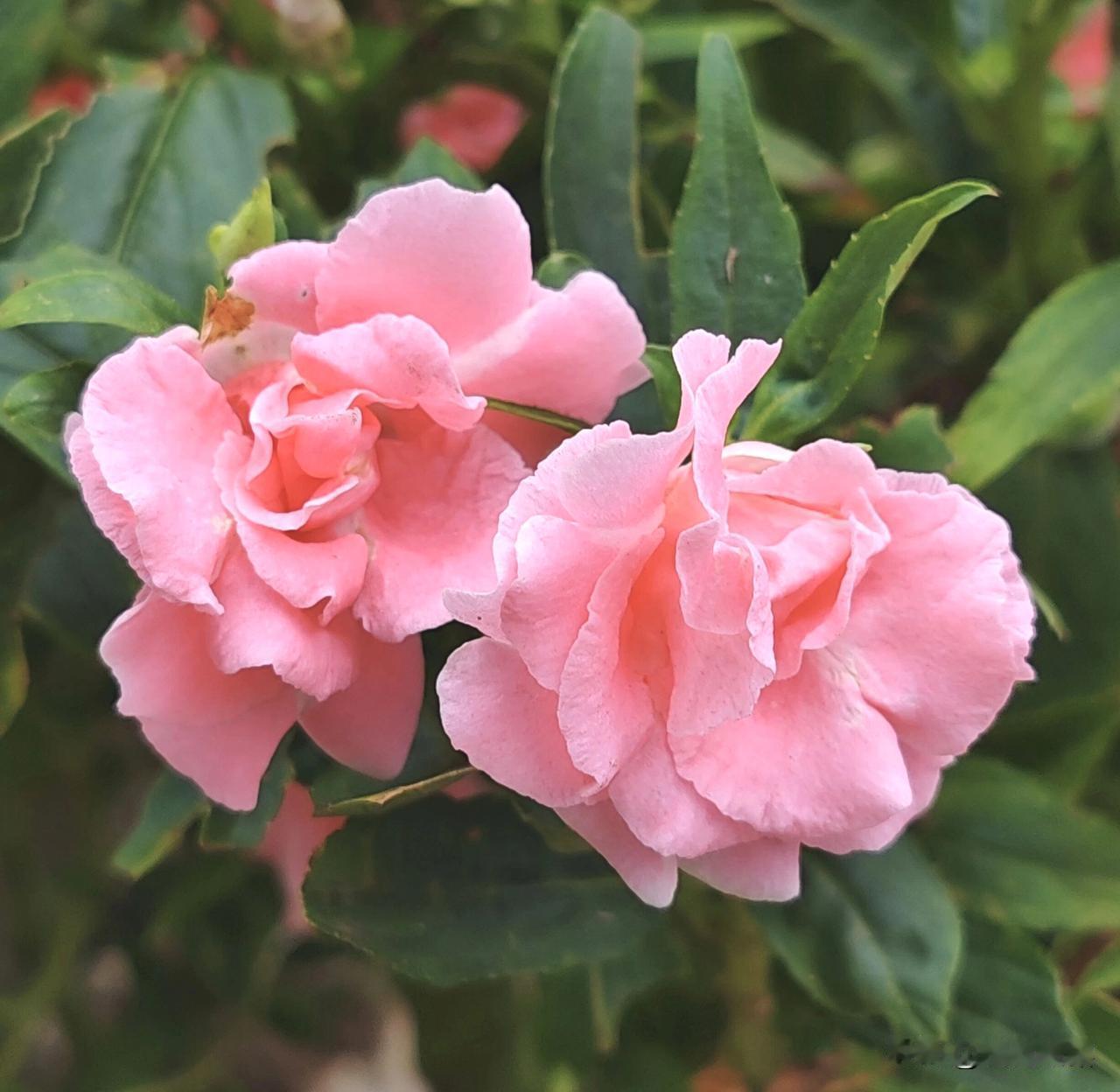 茶花凤仙，重瓣妩媚，红粉争春，美得让人心醉！花似茶花，形似凤仙，茶花凤仙，娇艳灵