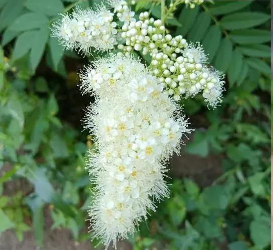 炎炎夏日中，小区里俏丽高雅的珍珠梅绽放了！其花朵似梅花，花蕾如珍珠，花香袭入，花