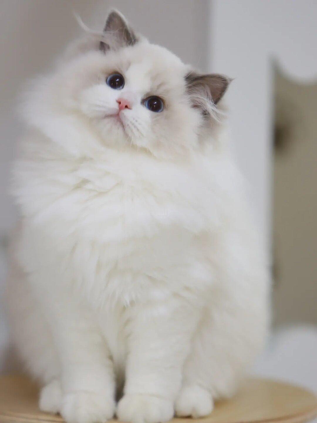 现猫找家🎀云朵妹妹