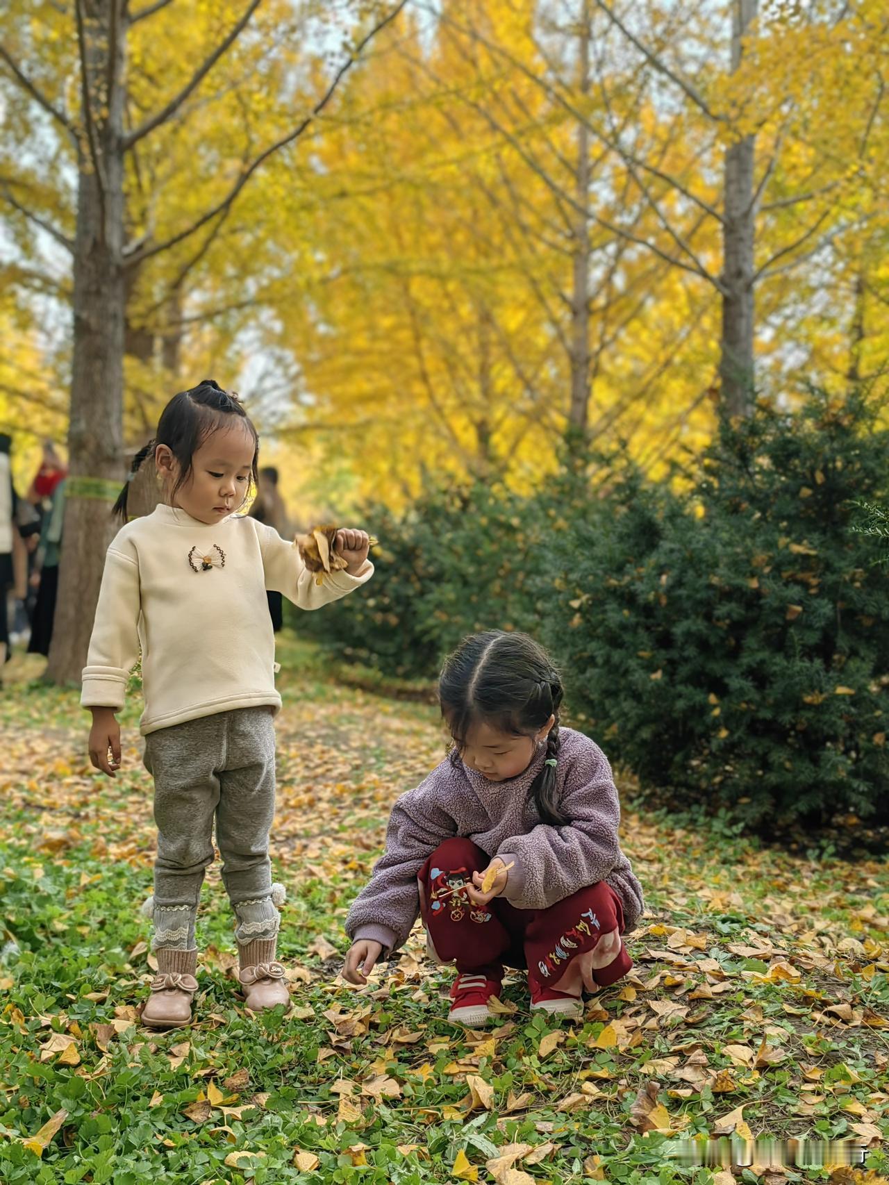 潍坊最大的银杏园免费开放了！
这几天，正是最佳观赏期，抖音上朋友圈里，都是金灿灿