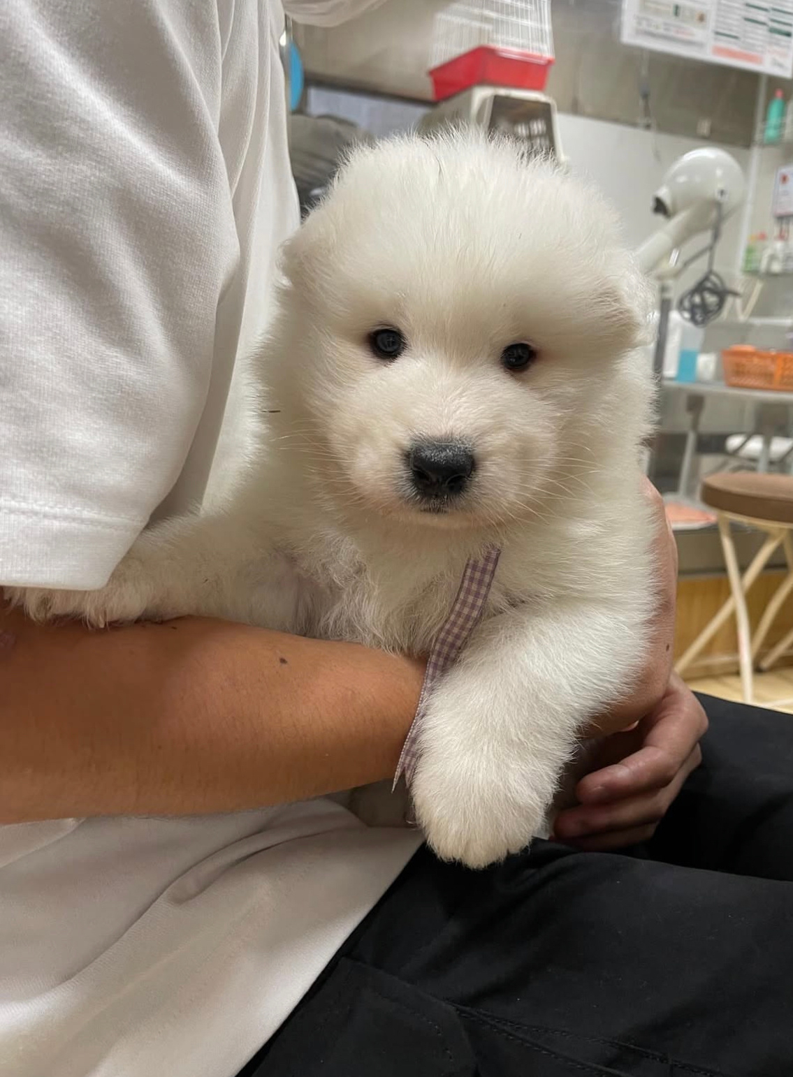 萨摩耶体检的时候会变成小海豹 