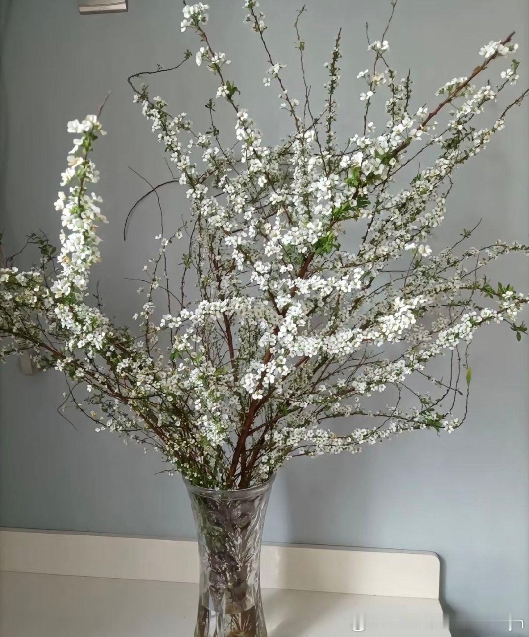 种植雪柳（喷雪花）1. 栽培方式：园土+腐叶土，中性微酸土，耐贫瘠；落叶灌木，优