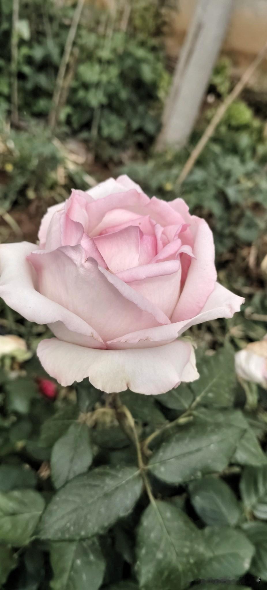 温柔的粉色玫瑰，宛如春日里的浪漫拥抱。🌹💕
