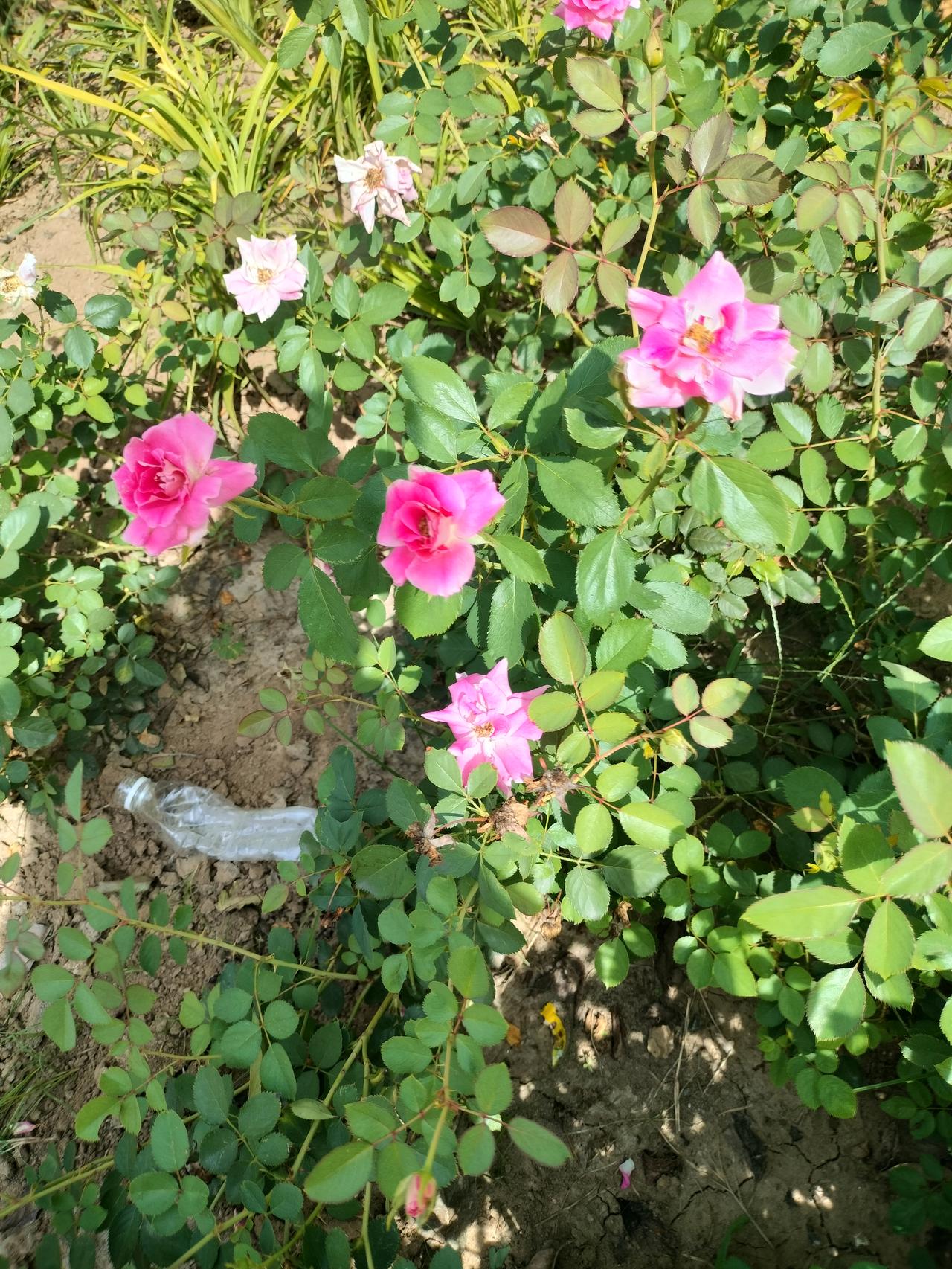你问我答我觉得公园里的月季花，花朵特别大，而且是重重叠叠的，可是我们小区的月季花