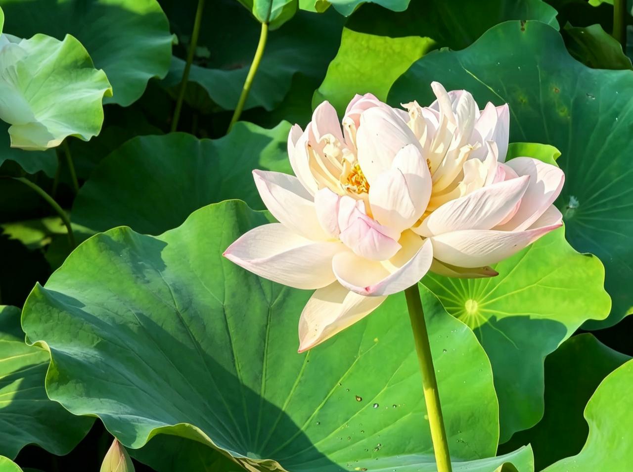 随手一拍的花朵有多美