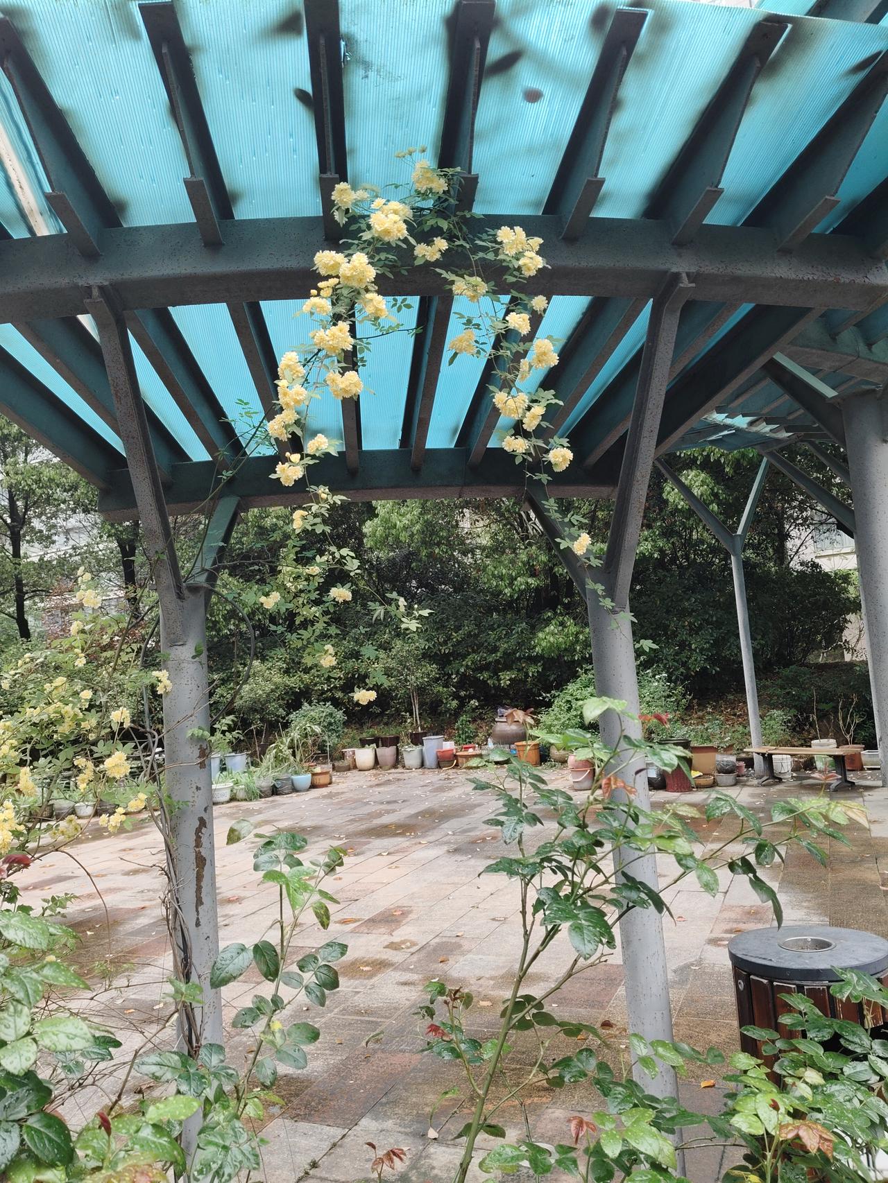 【周末愉快 开心就好[烟花][烟花][捂脸]】只有见过那深入骨髓的萧瑟，才会格外