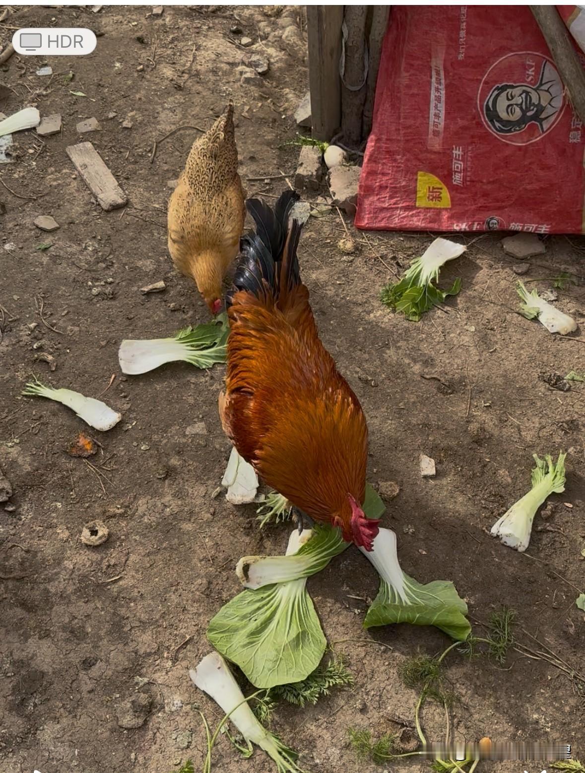 全网的白菜叶子火了好几天，
配上妈妈养的大公鸡
能火吗
能火的理由
大公鸡的全身