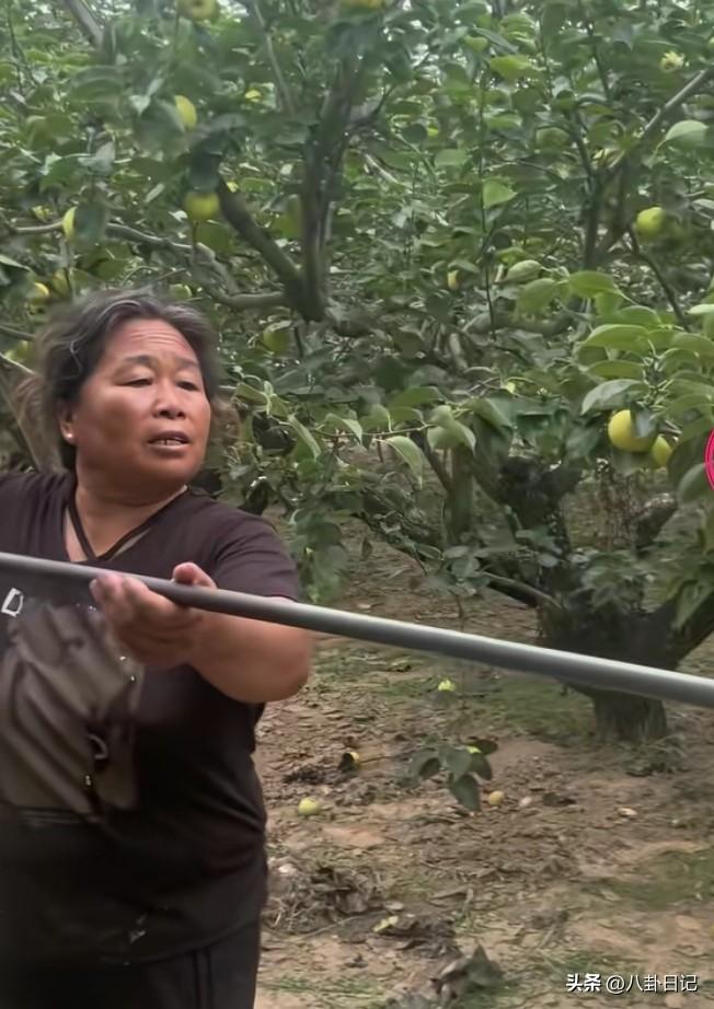 邻居婶婶要跟厉怀远干到底了，她也可以做砀山梨的代言人，要说资历她还比怀远深呢，估