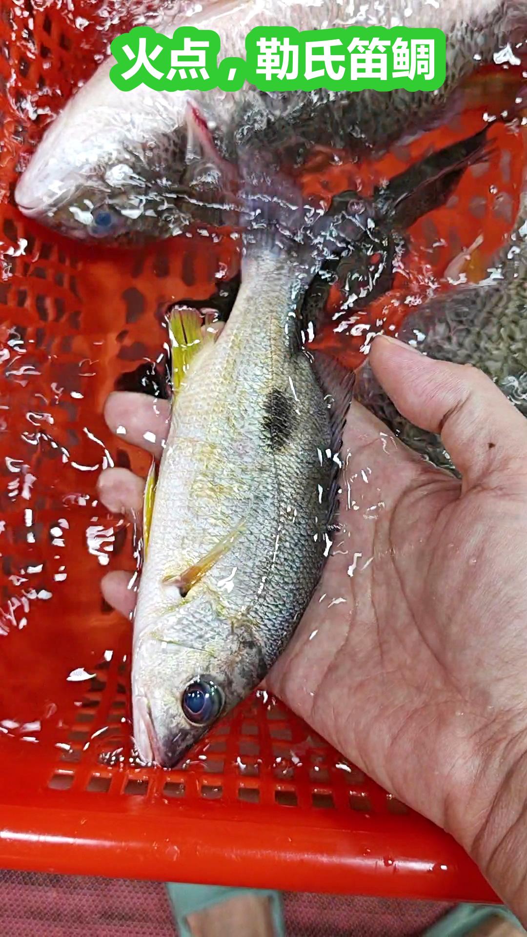 笋壳鱼(舌虾虎)堆里，拍点海杂鱼，广州荔塱。

1、火点，勒氏笛鲷，颜值高，肉有