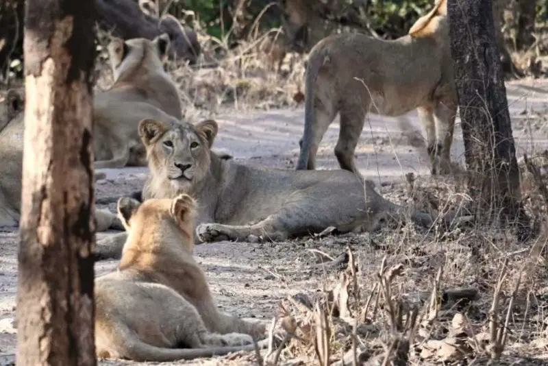 今天游客拍到的无忧无虑的一家狮。