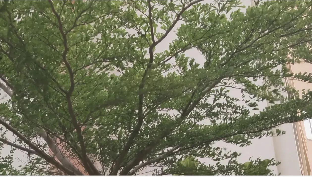 看网上说这次这场大风不止是北海有，其他好多城市都有，特别是北京也是很严重的，我朋