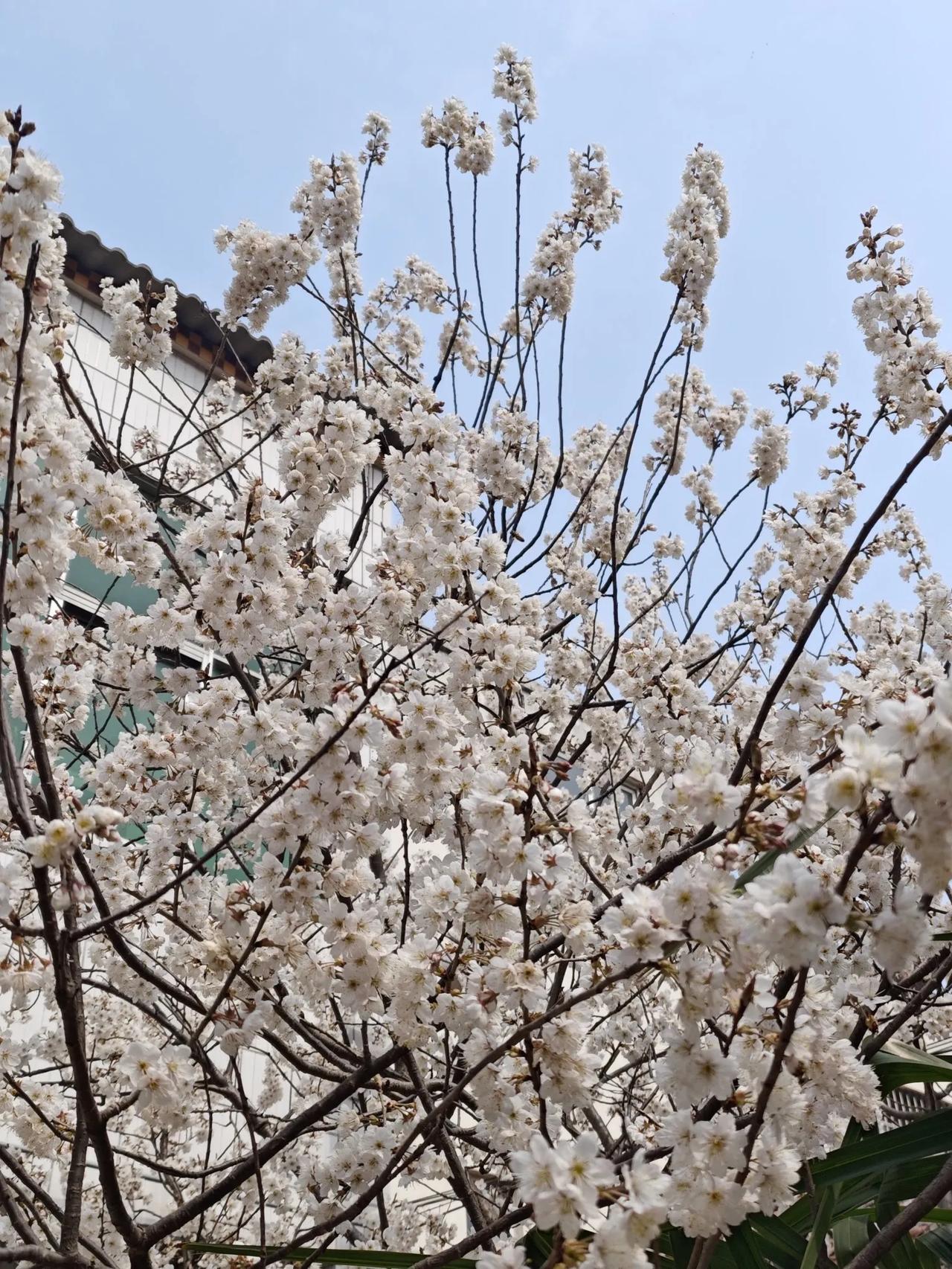 《樱桃花开》
一树樱桃花劲放，
千重锦簇秀芳春。
东风欲落庭前雪，
先遣幽香报主