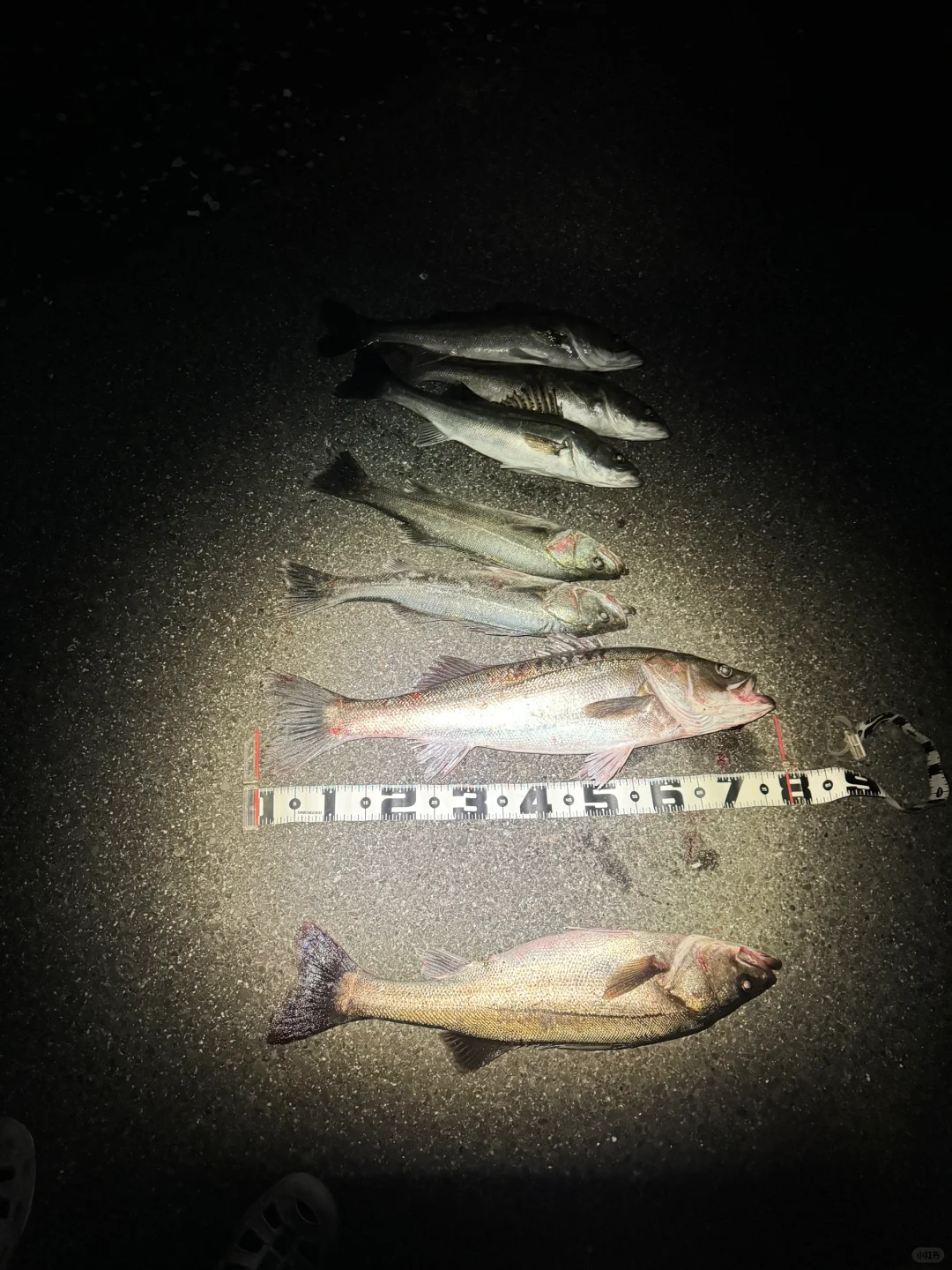 海鲈鱼上岸咬人了