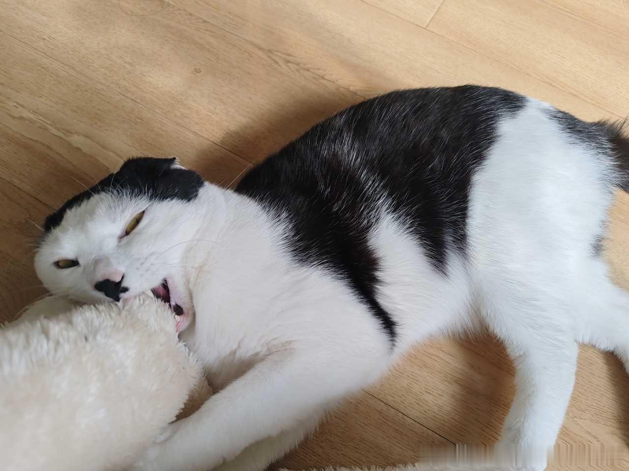 49348【丑猫】邪恶希特勒附身我的猫，使我咬很疼 