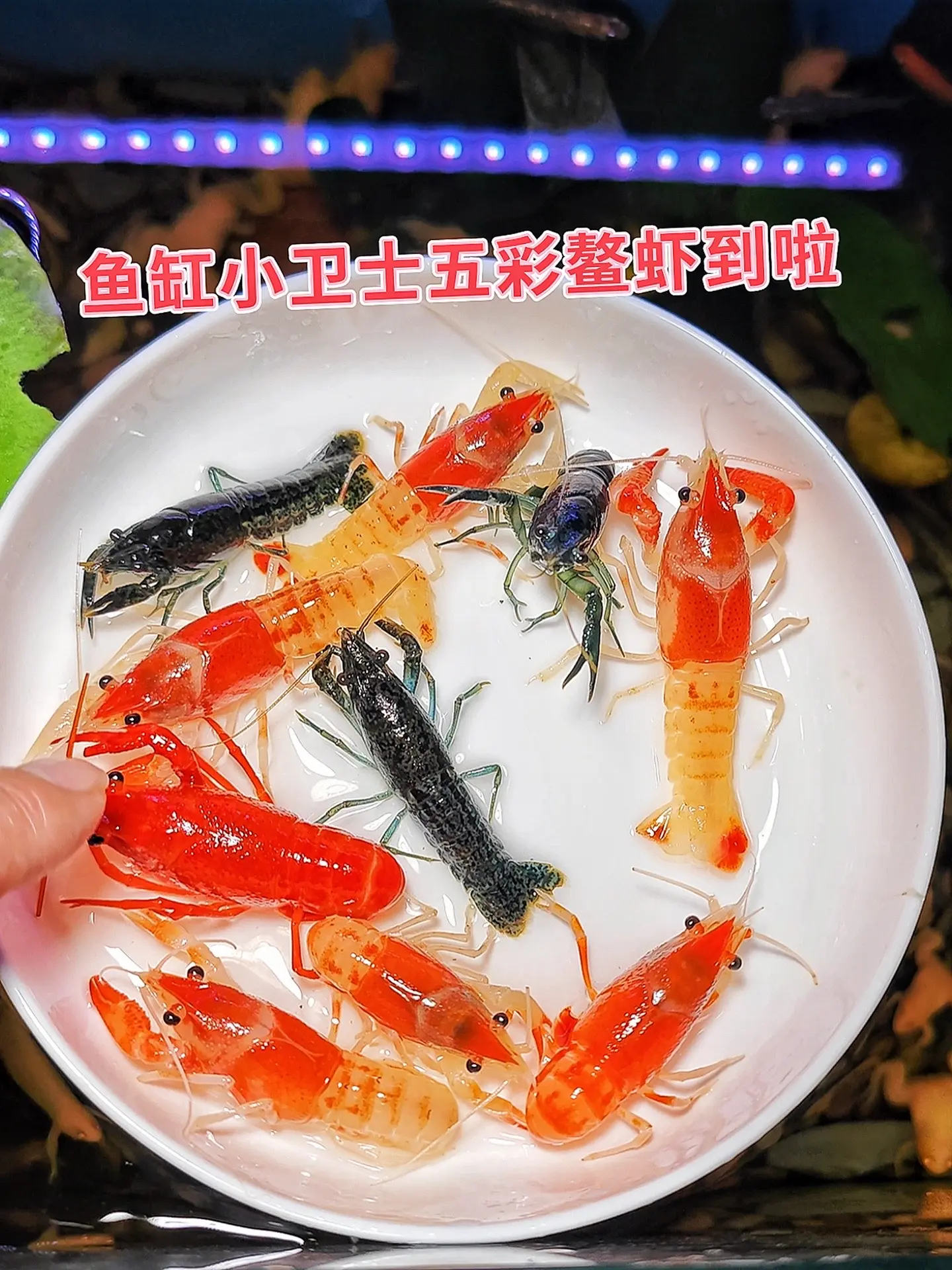 1. 清洁小能手：还在为鱼缸里的残饵、藻类烦恼？鳌虾可是隐藏的清洁大师...