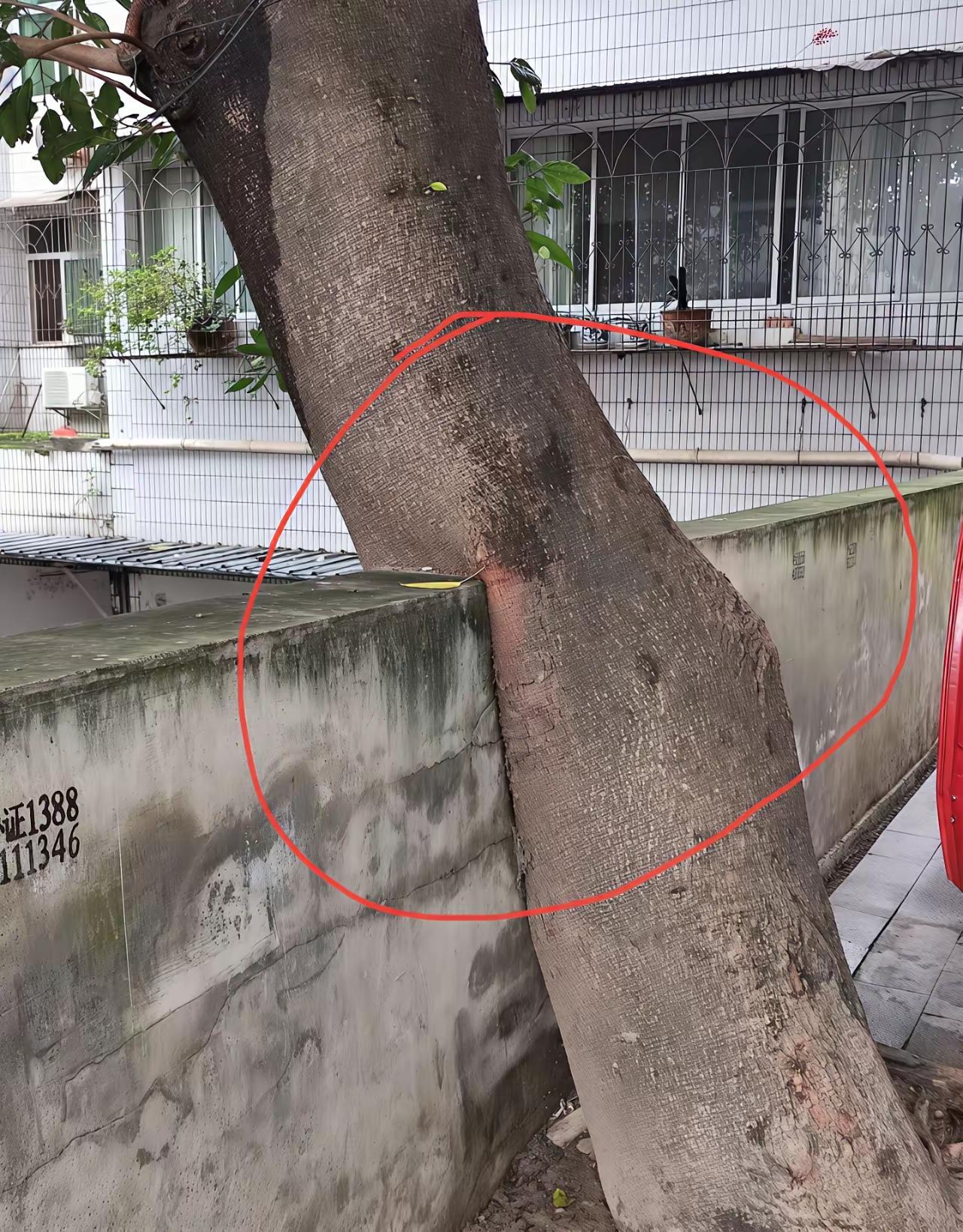 是树“出轨”了墙，还是墙在树的面前彻底“沦陷”？


大家瞧瞧下面这张图，树与墙