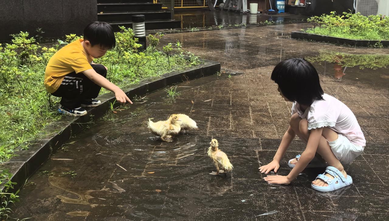 小伙伴与他们的宠物小鸭