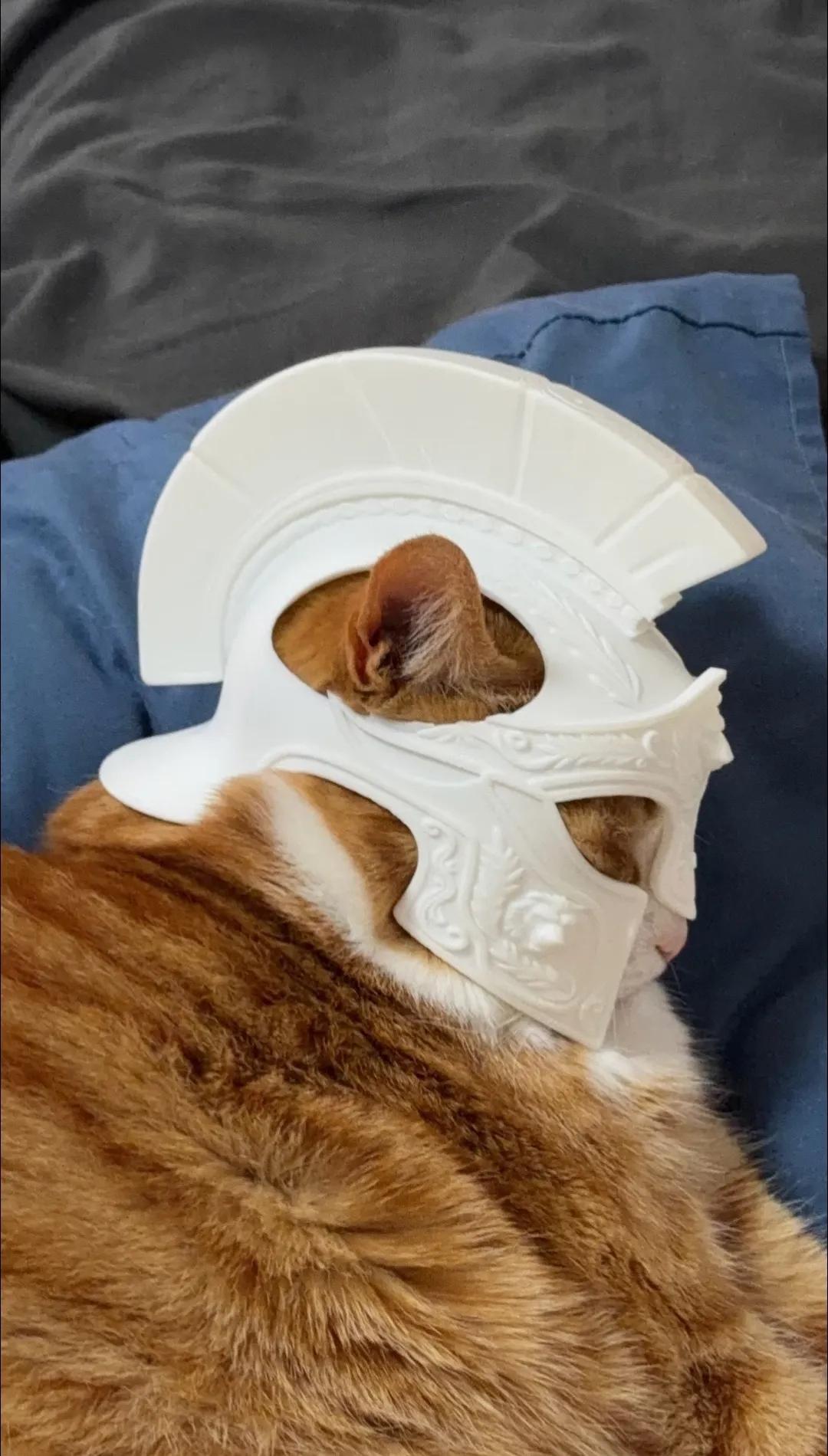 快看我家猫咪这头盔帅不帅？求赐一个威风凛凛的名字～