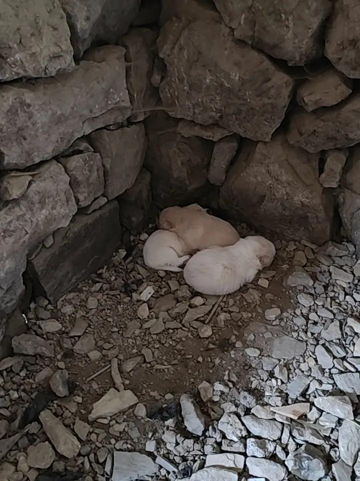 我家的小奶狗好可爱！有喜欢的吗？