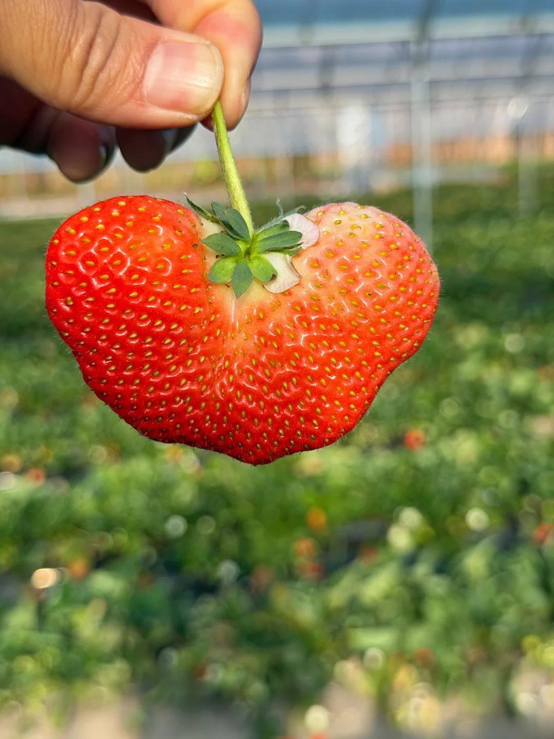 又降价啦！春节回馈，只限老顾客！