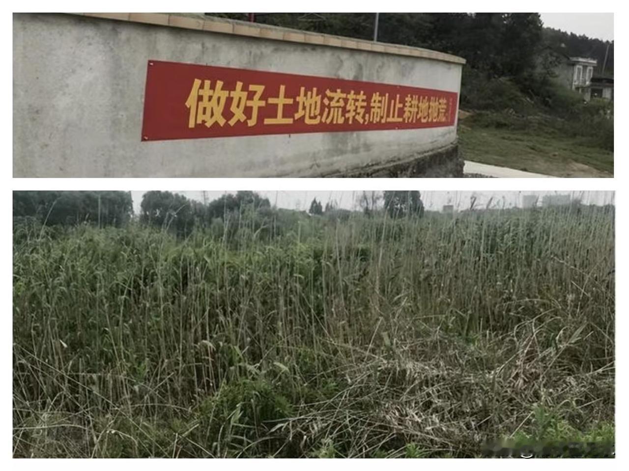 耕地抛荒这件事情还是存在的。
地有好坏之分，现在这种情况下，好地都挣不了多少钱，