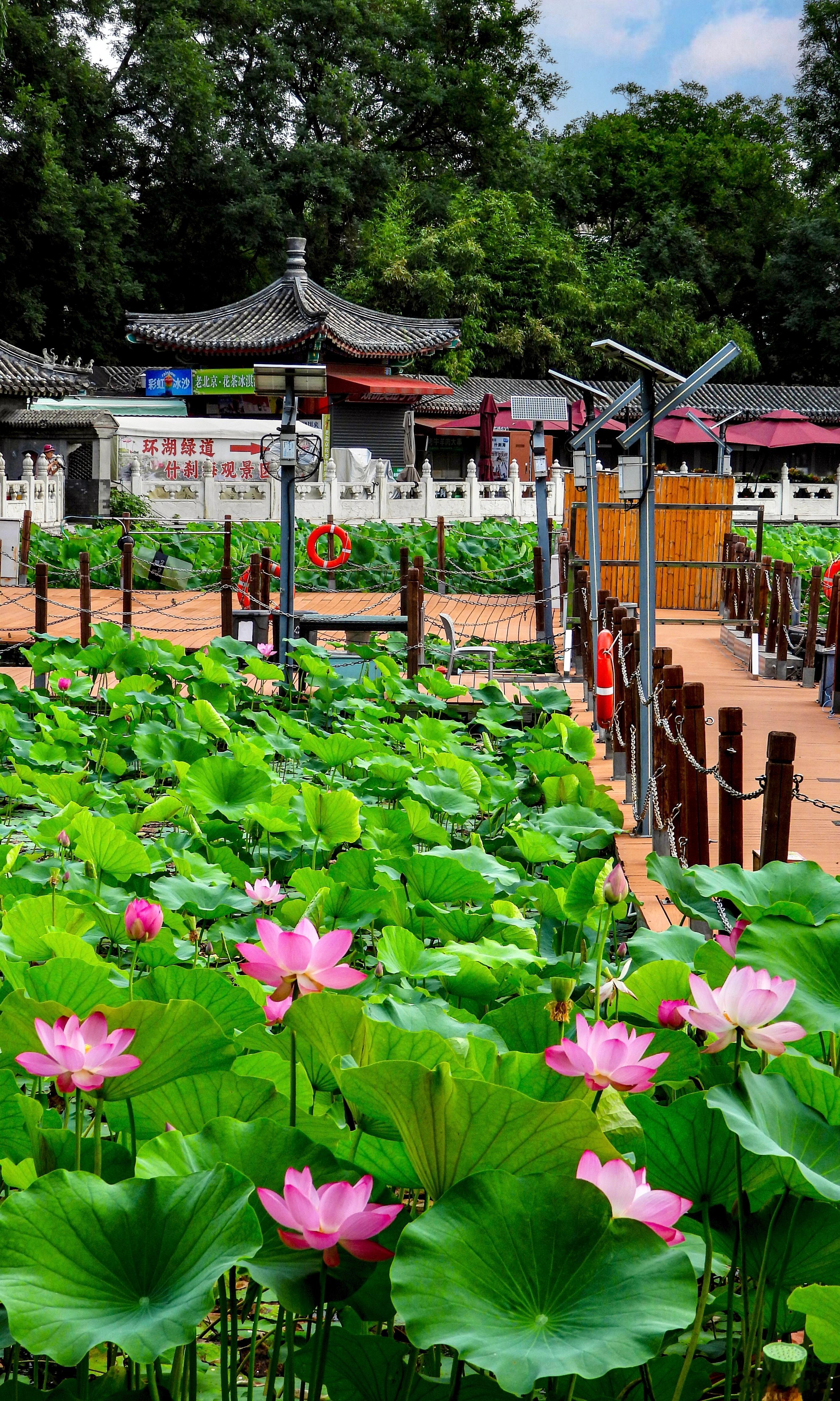 【什刹海夏日】积水纳骄阳，荷风拂岸长。柔丝垂古陌，艳蕊绕回塘。槿艳敷晨紫，薇秾溢