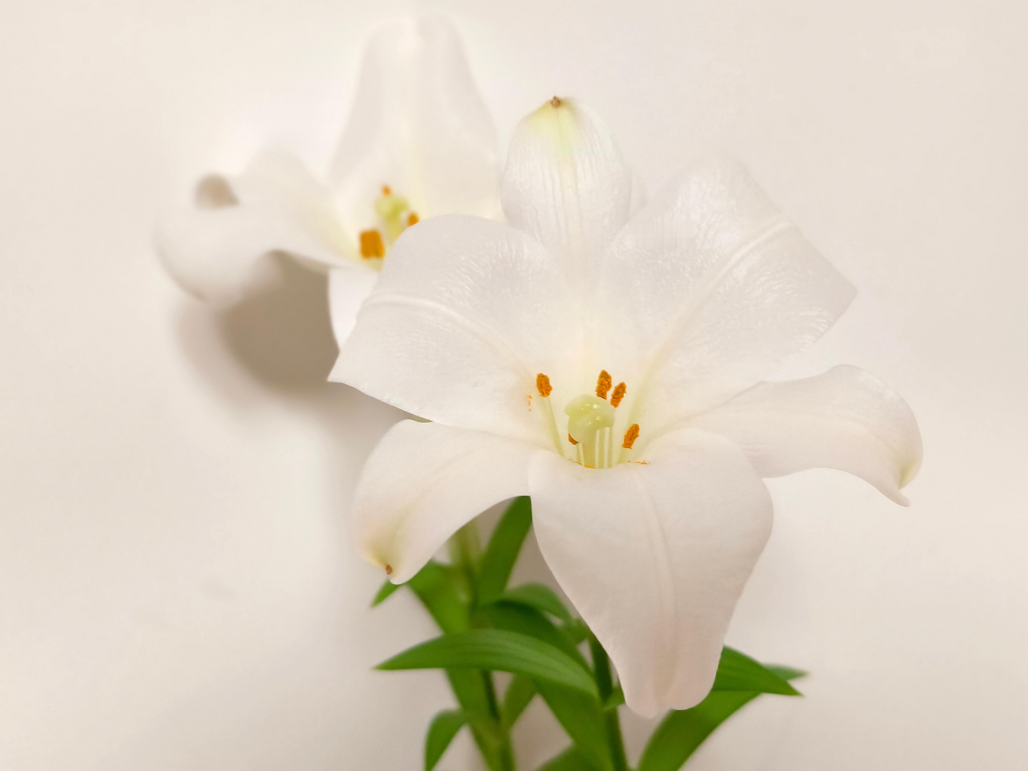 家里的百合开花了，好香啊[哈哈][哈哈] ​​​