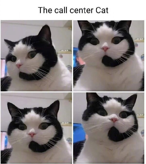 售后喵？ ​​​