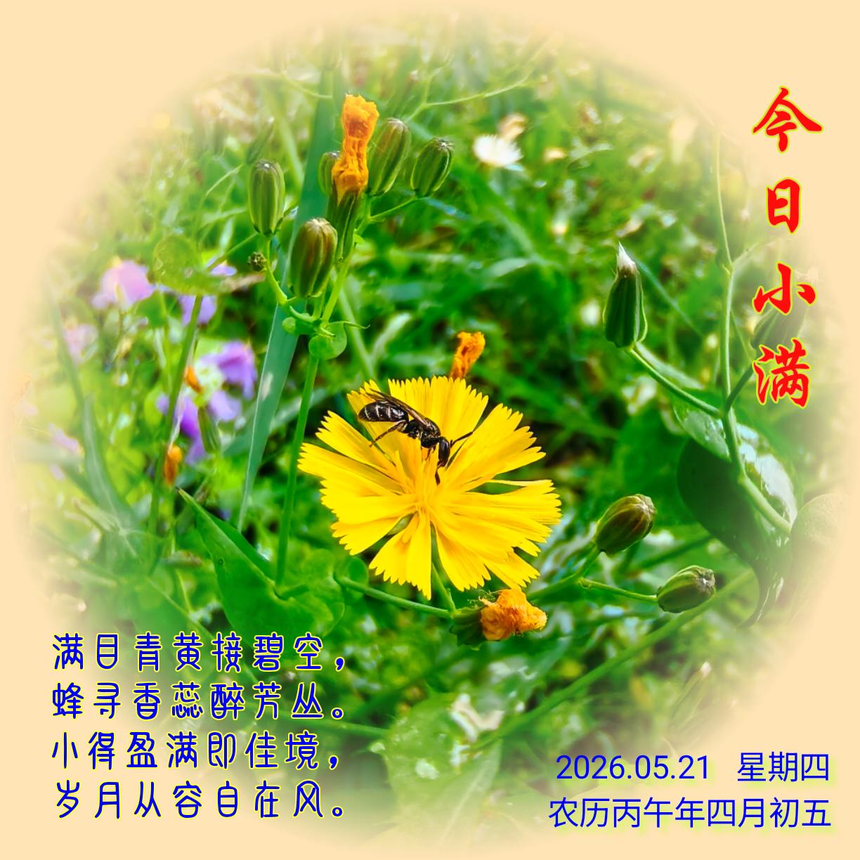 《小满》
满目青黄接碧空，
蜂寻香蕊醉芳丛。
小得盈满即佳境，
岁月从容自在风。