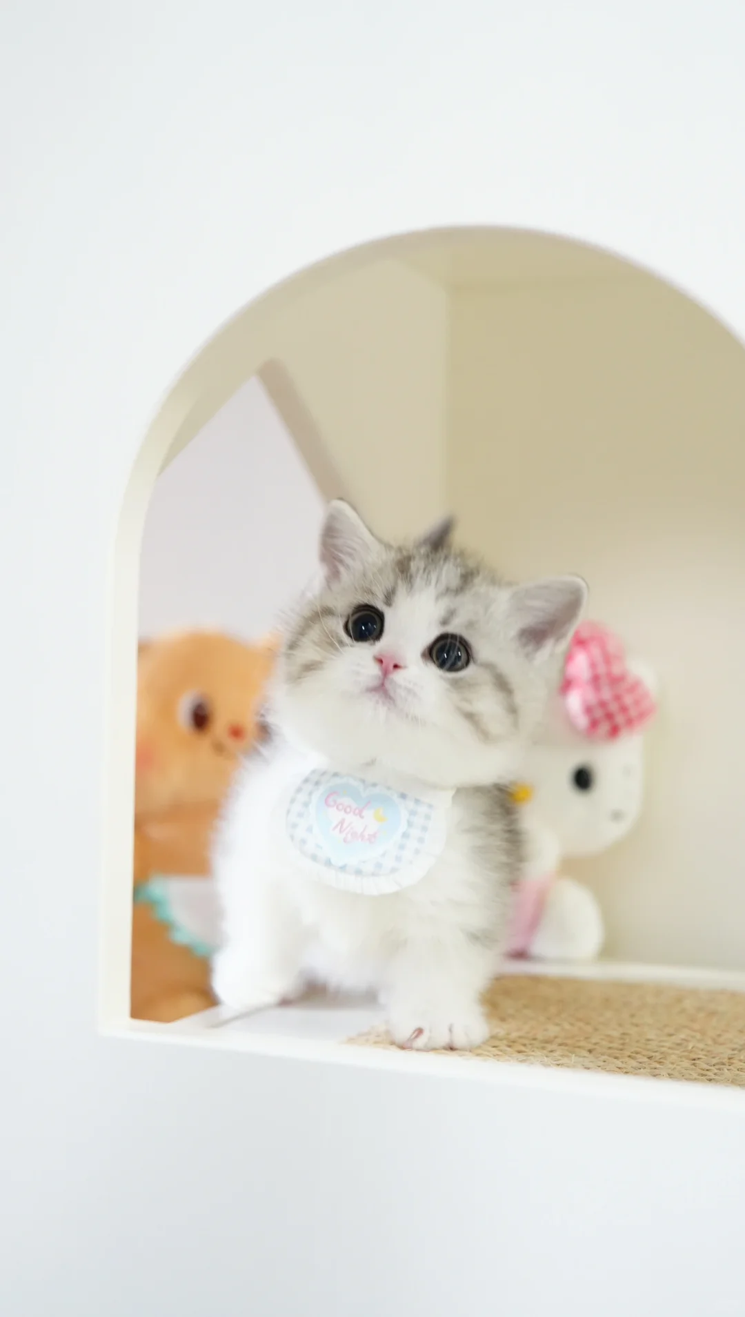 怎！么！能！这！么！可！爱！银白曼基康矮脚猫