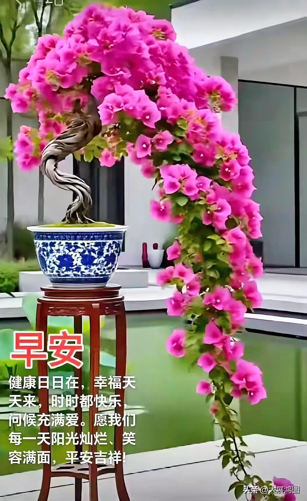 一盆鲜花正娇艳地绽放着，真美啊！春天开放的花 春天的鲜花浪漫 鲜花盛开的风景 超