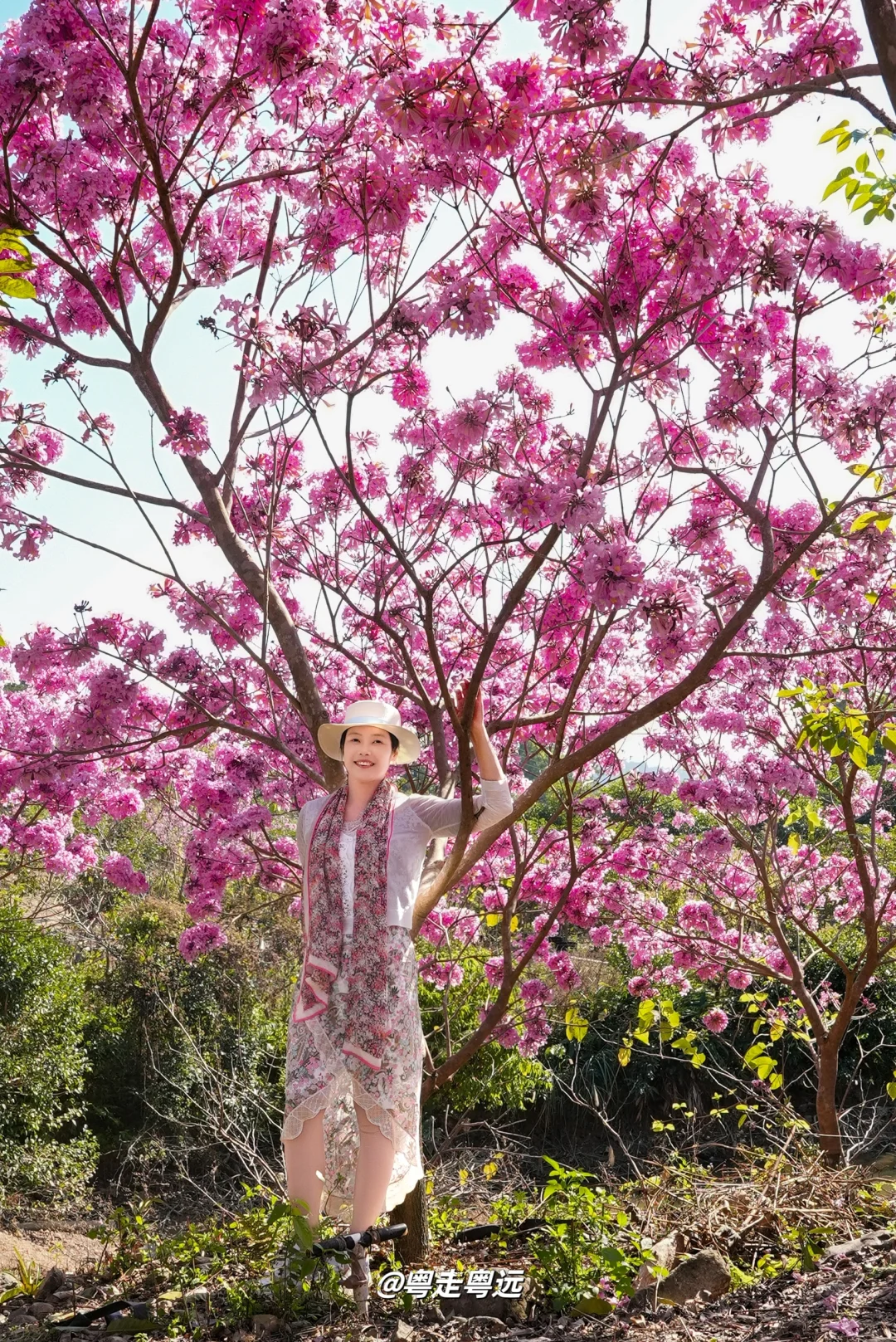 广东惠州紫花风铃盛放处 母女情暖冬日时光