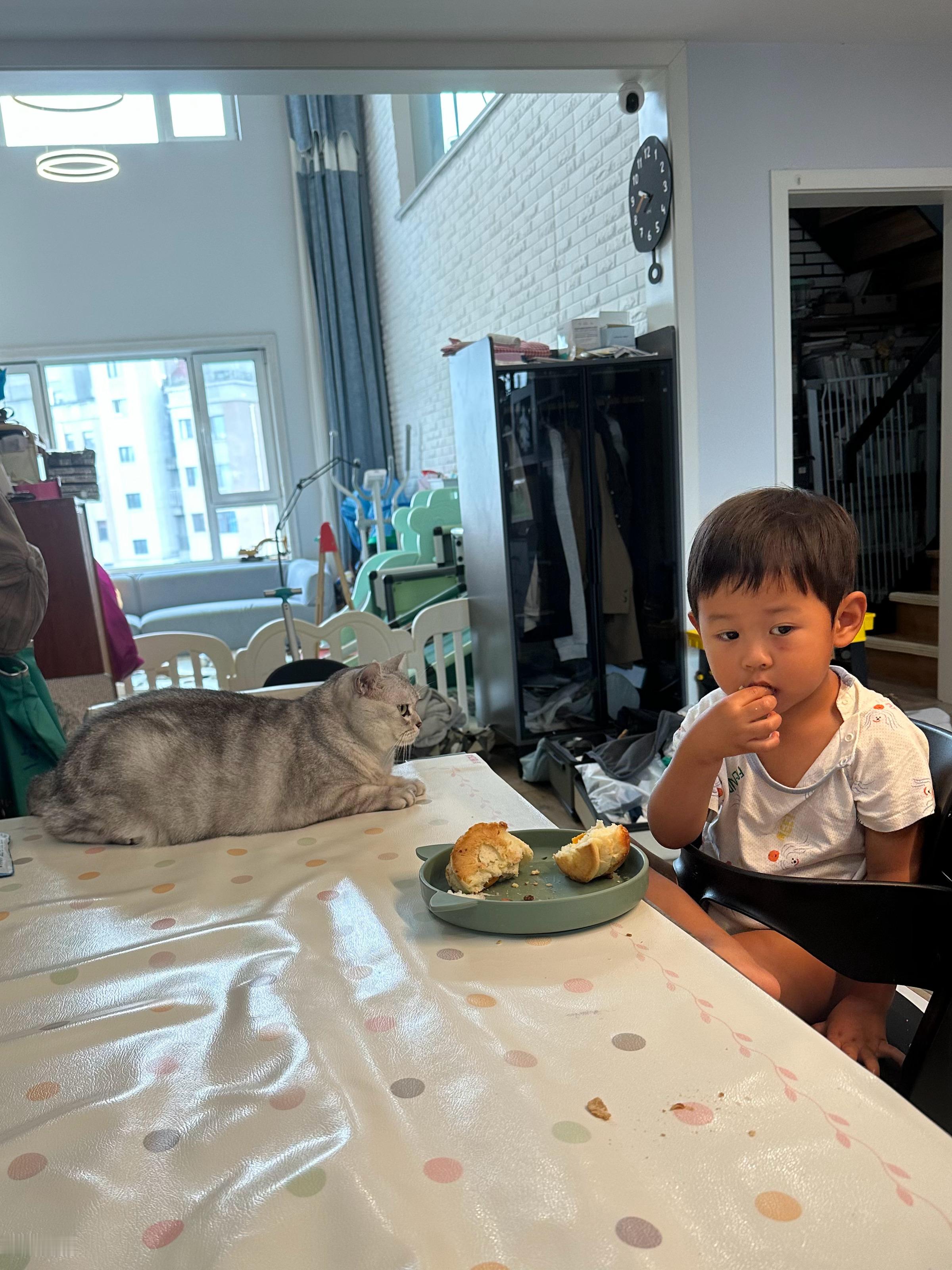 枣上好，大胖和小黑在共进早餐。 