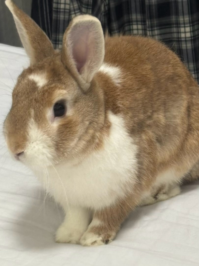 肥🐰 