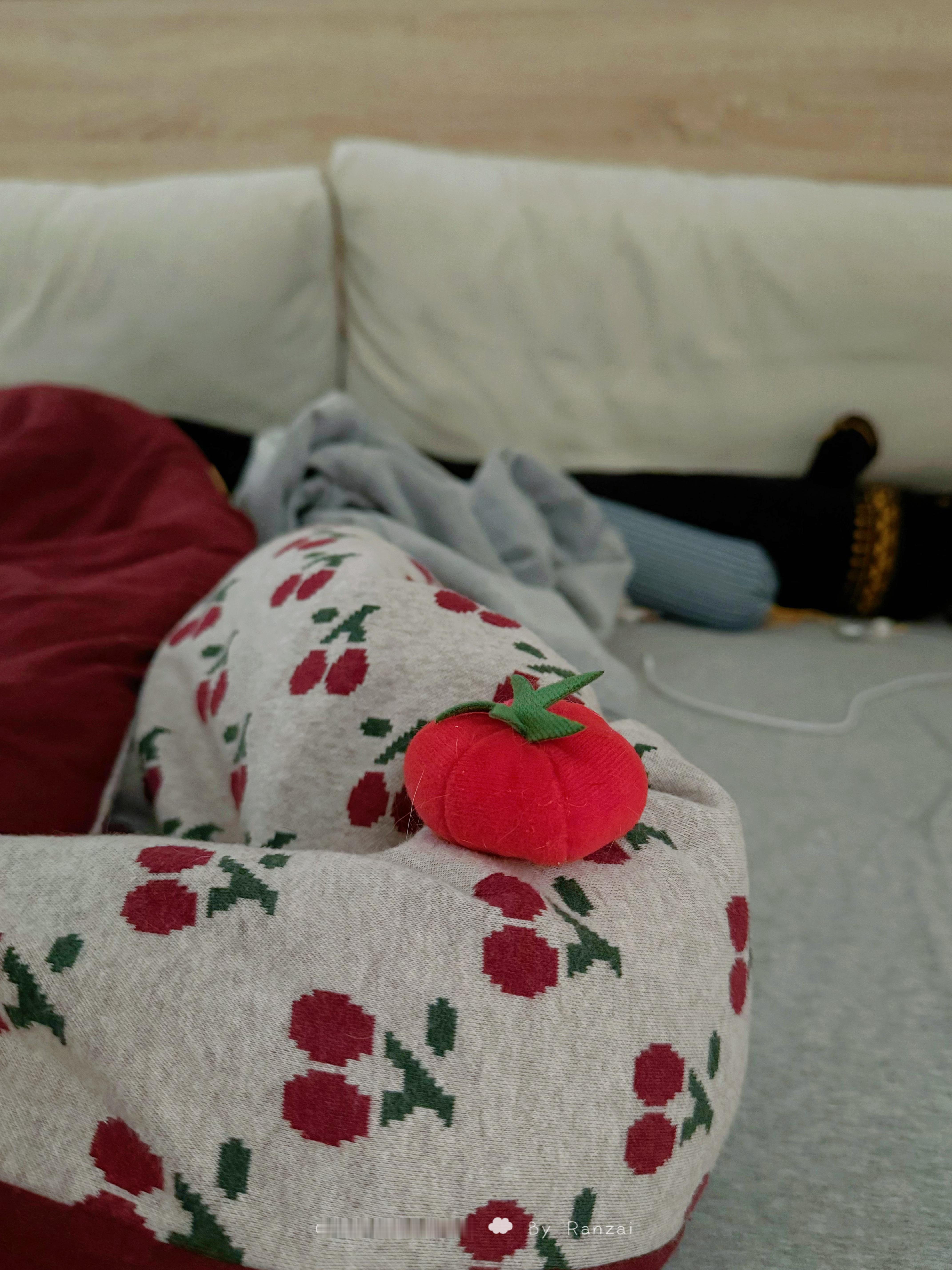 不知道哪个臭宝把小番茄送给我[哇]#菇冬怎么肥四[超话]##萌宠初冬日记# ​​