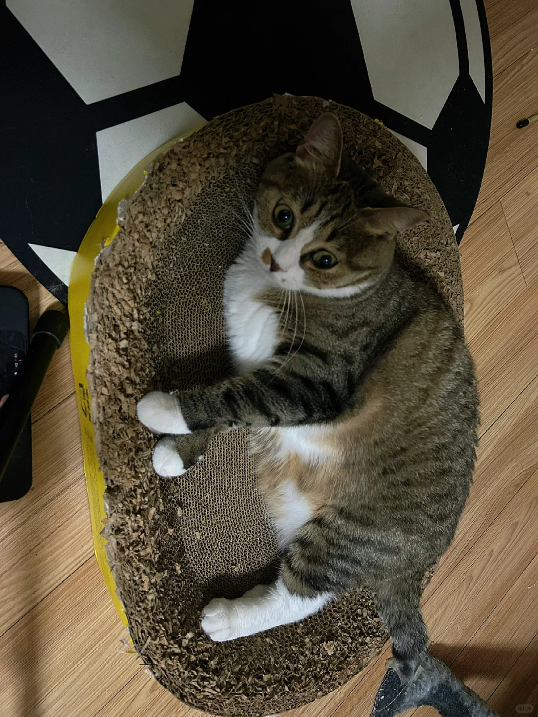 一辆猫…