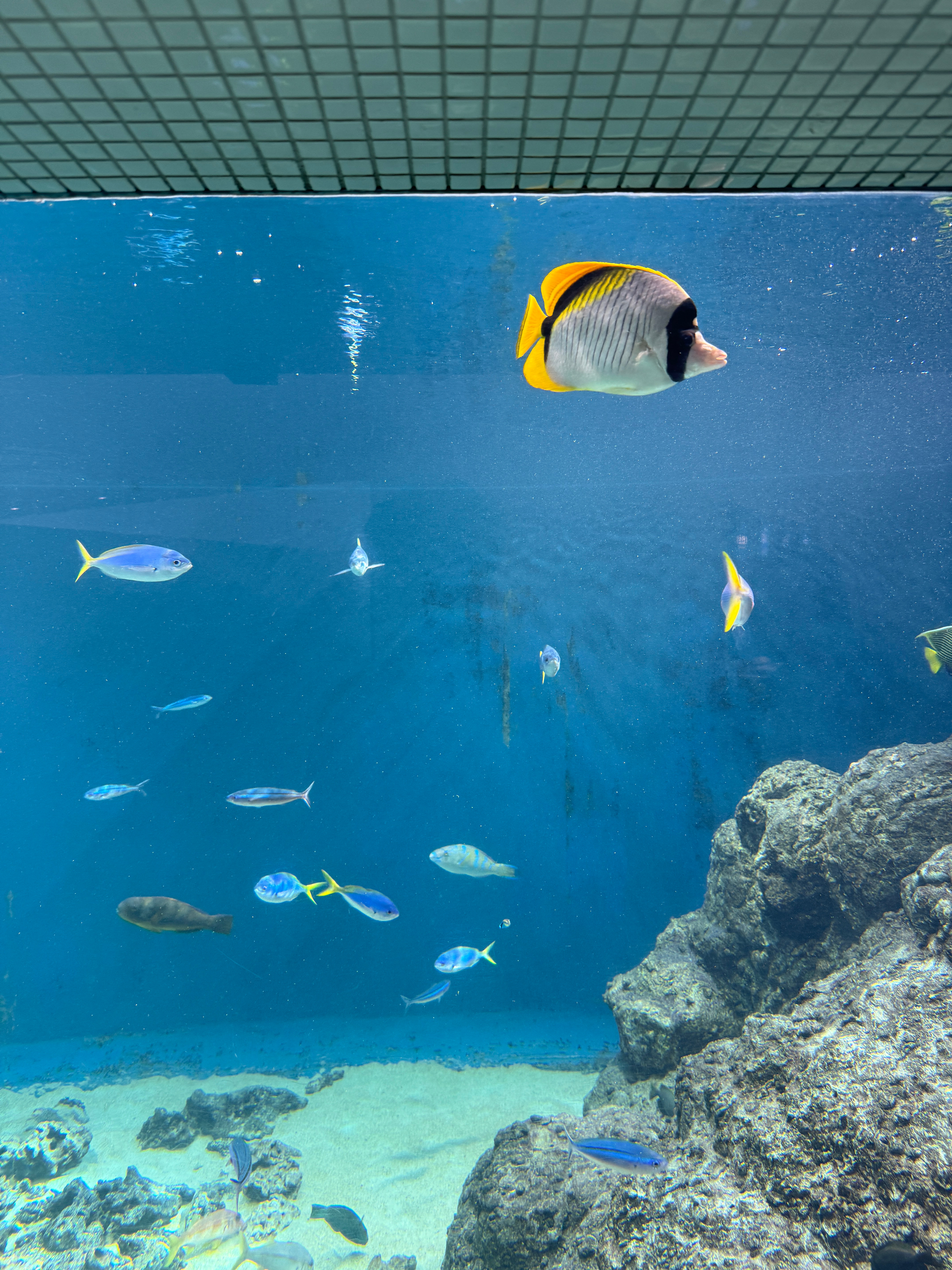 今天来海滨公园郊游，在水族馆看了蓝色小鱼，落日的时候带着小花坐了摩天轮，和🥚在