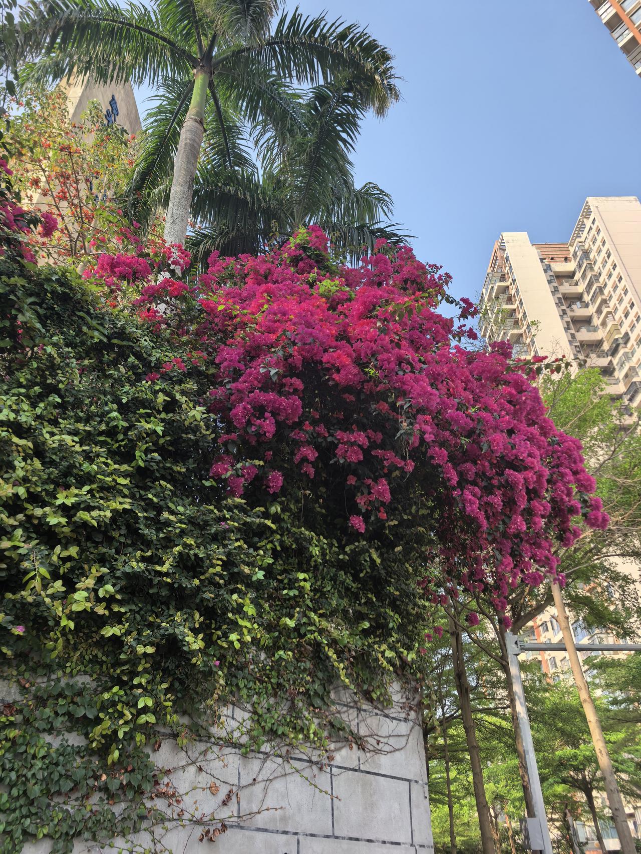 分享你手机中的花花草草深圳街头随便拍到的，都美得让人惊艳！