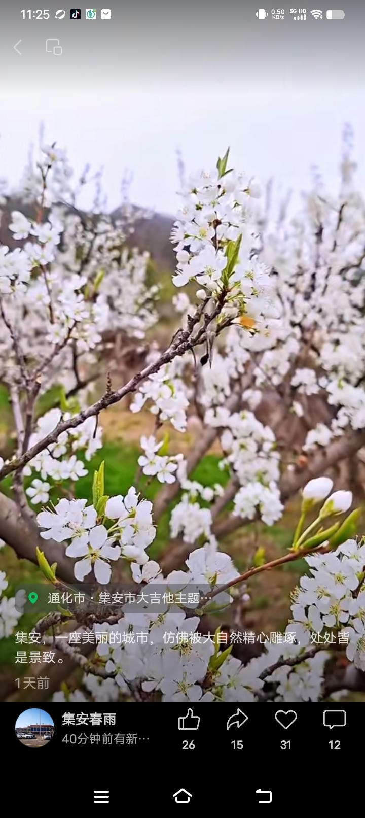 春日限定：通化市集安市大吉他主题公园的樱花盛开，美不胜收！🌸📸