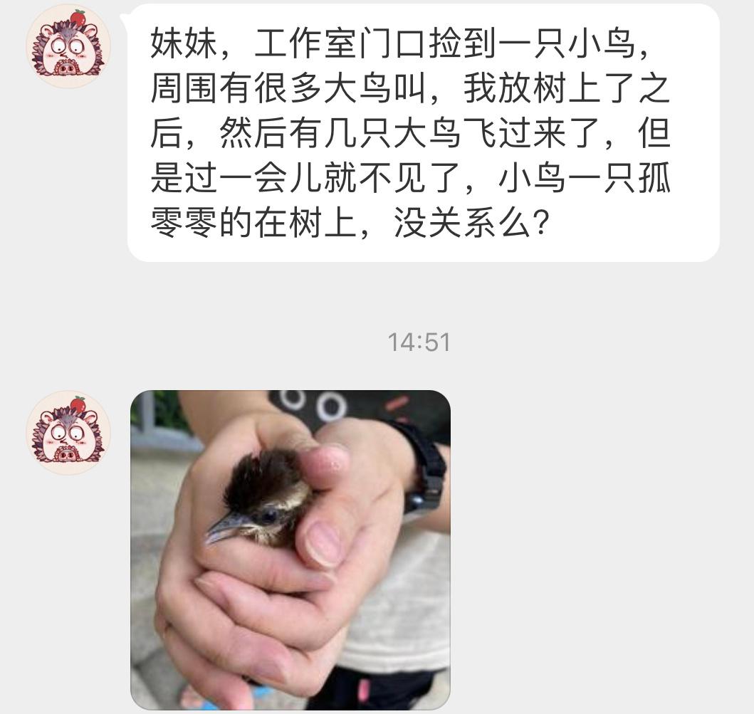 #鸟粉投稿# 学飞阶段的【白颊噪鹛】（生僻字念半边宝宝很生气💢旁边的大鸟大概率